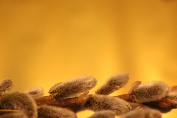 以柳树为背景的复活节装饰品。图片下载