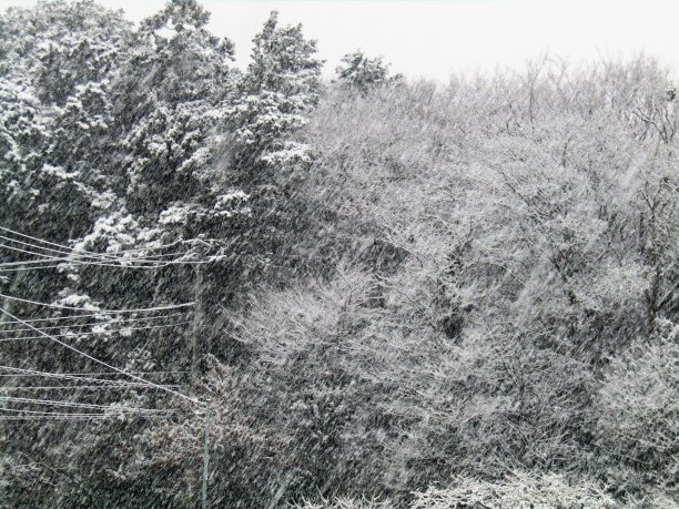 日本。1月。日本森林在下雪。图片下载