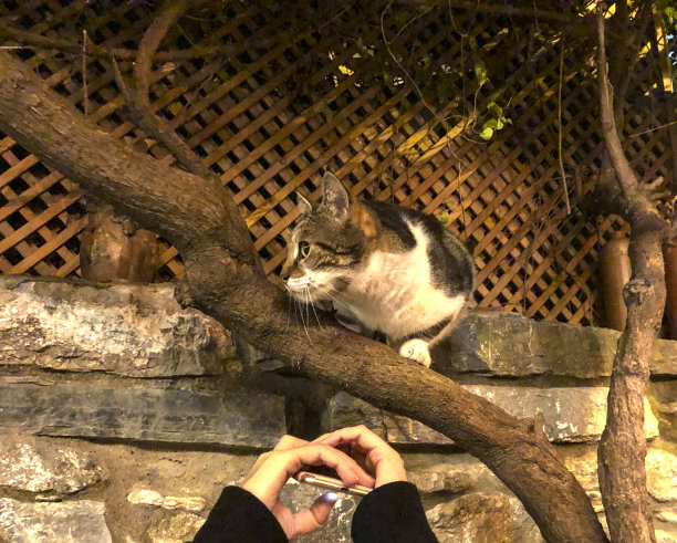 给树上的猫拍照图片下载