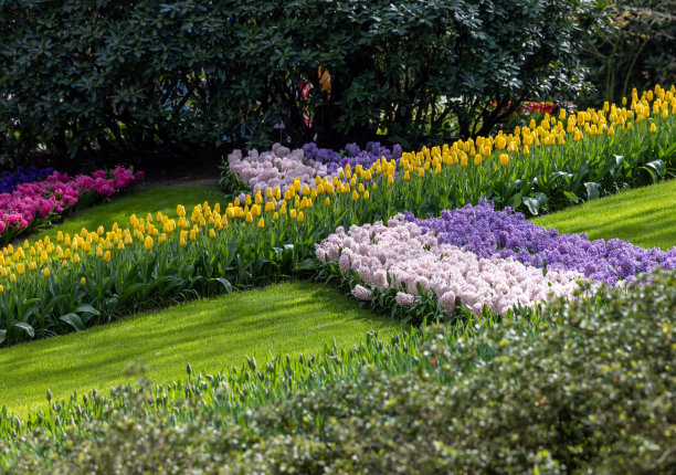 荷兰利塞的库肯霍夫花园中五颜六色的花朵。图片下载