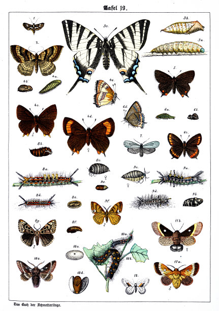 蝴蝶在白色背景19，彩色插图图片下载