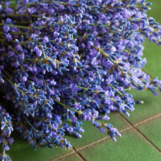 在绿色的纹理背景上散发着新鲜的薰衣草香味。芳香的草药花。图片下载