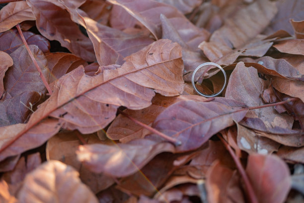 婚礼戒指照片拍摄概念与阳光和干树叶的背景。图片下载