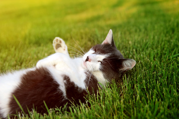 猫躺在后院花园的草地上。凯特看着镜头，休息着。图片下载