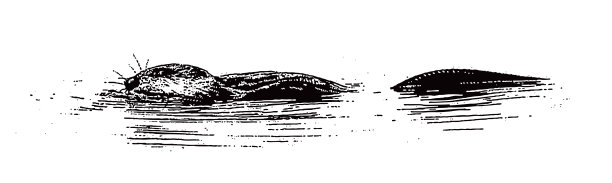 麝鼠游泳图片下载