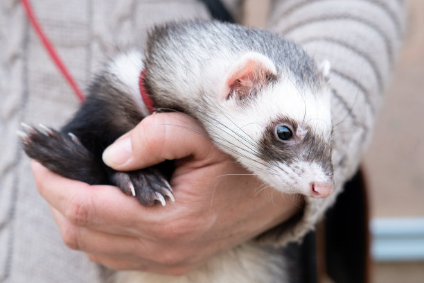 可爱而疲惫的家养宠物雪貂在主人手里休息的照片。女人和宠物的概念。图片下载
