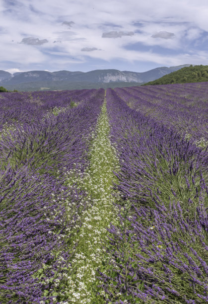 法国南部普罗旺斯的瓦朗索高原。图片下载