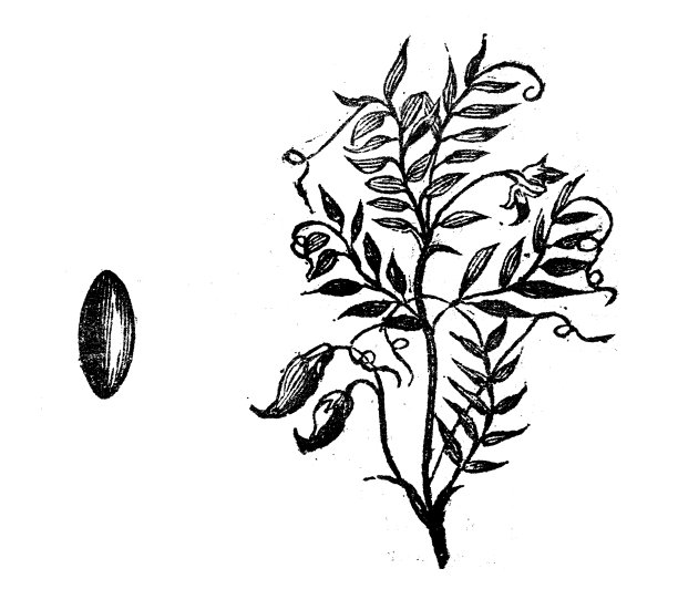 古玩雕刻插图:扁豆图片下载