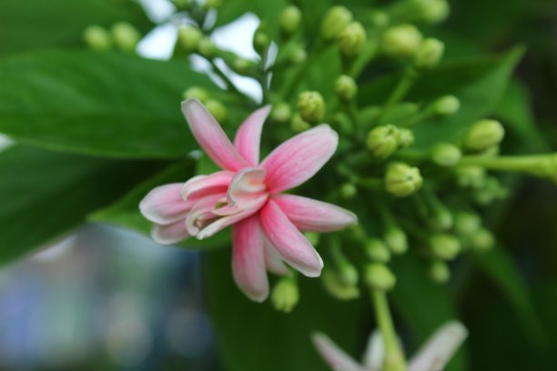 在模糊的自然背景下，仰光爬山虎、金银花、水仙、凤尾花等红、粉、白相间的花朵盛开在花园中图片下载