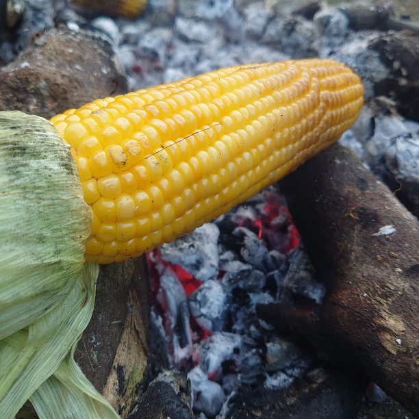 简单自然的烤玉米直接在大自然中燃烧图片下载