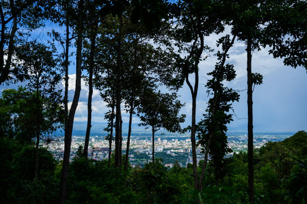 清迈城市景观与树的前景图片下载