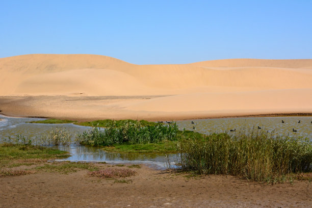 沙漠中沼泽的岸边长满了芦苇。鸟儿在飞翔。环境脱水和全球变暖图片下载