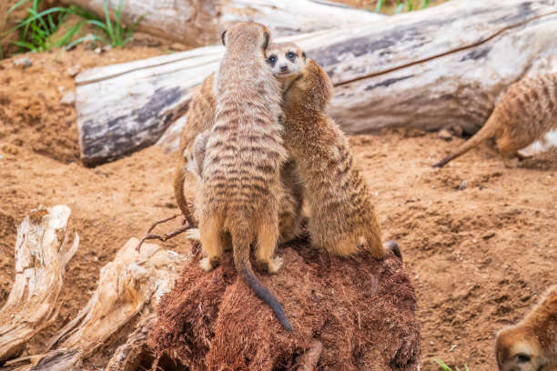 一群可爱的猫鼬。猫鼬一家在晒日光浴。图片下载