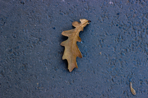 枯黄的橡树叶铺在初雪的路上。季节性特写照片俯视图。户外。图片下载