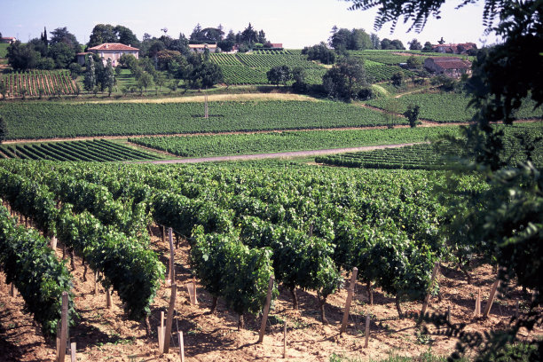 吉伦特派葡萄园图片下载