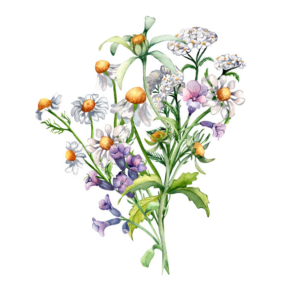 花束洋甘菊，蓍草，三瓣乞丐药用植物水彩插图孤立的白色背景。紫色，黄色的花手绘。标签、包装、明信片、卡片设计图片下载