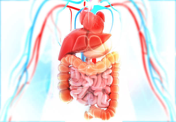 孤立背景下的人体解剖图片下载