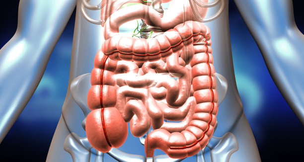 人体消化系统解剖图片下载