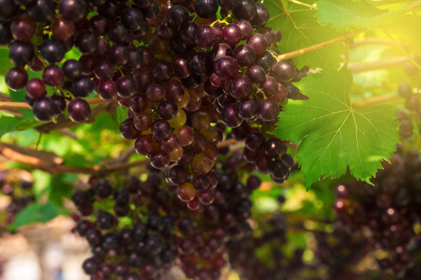 树枝上成熟的红葡萄果实图片下载