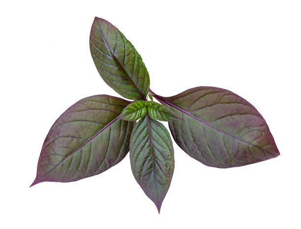 紫叶图案，叶树孤立在白色背景图片下载