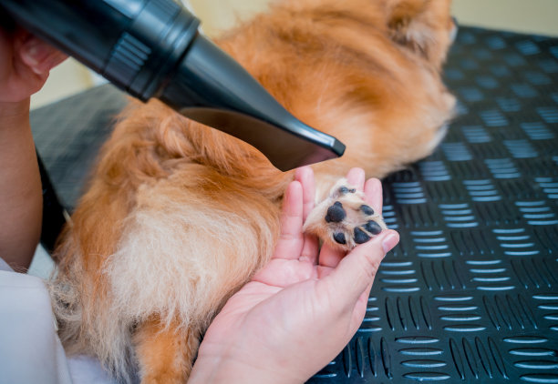 美容师在美容院洗完衣服后吹干一只波美拉尼亚狗图片下载