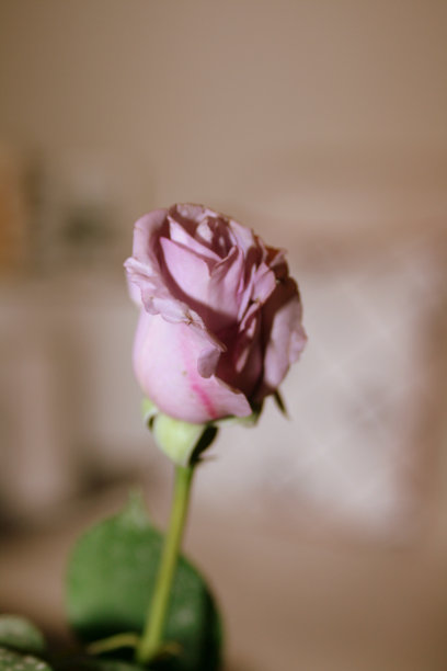 粉色玫瑰图片下载