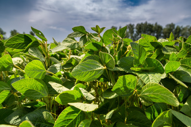 夏日蓝天下的大豆田特写图片下载
