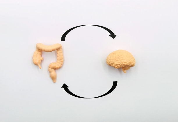 肠脑轴。在胃肠道(GI tract)和中枢神经系统(CNS)之间发生的双向生化信号。图片下载