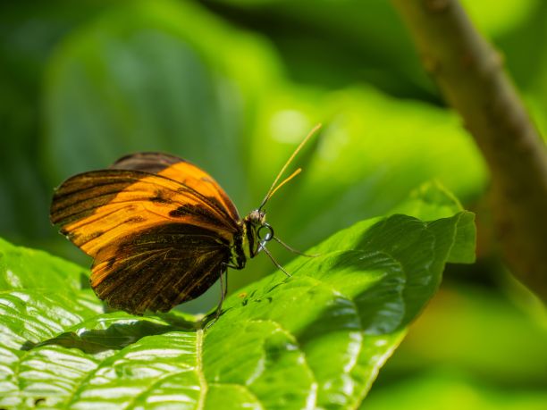 鲜艳的橙色条纹蝴蝶栖息在郁郁葱葱的绿叶上图片下载
