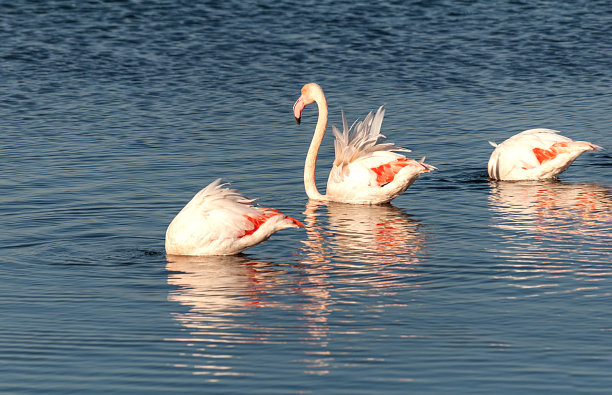 火烈鸟图片下载