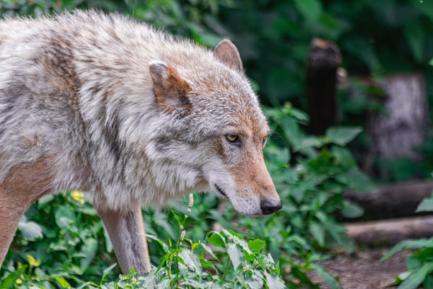 灰太狼图片下载