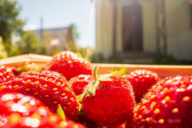 近距离拍摄的草莓作物躺在一个篮子里的绿色草地上的花园。健康食品的概念，维生素，农业，市场，草莓销售图片下载