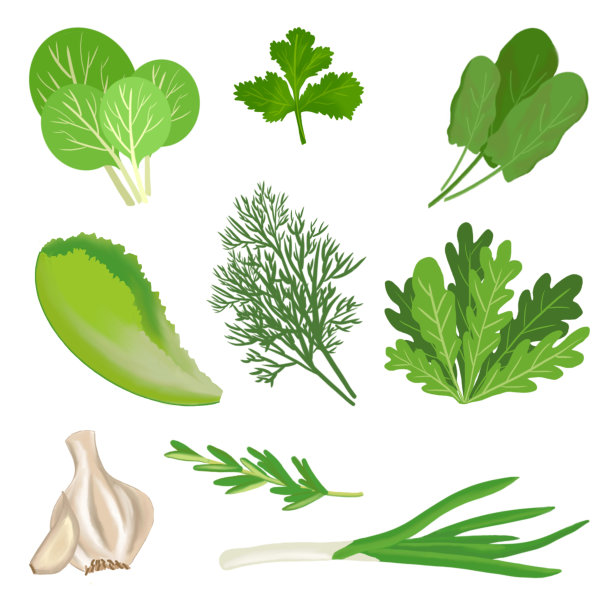 草本植物的叶子可以用作烹饪香料。标签集合与各种天然草药成分项目芳香食品烹饪。有机植物调料图片下载