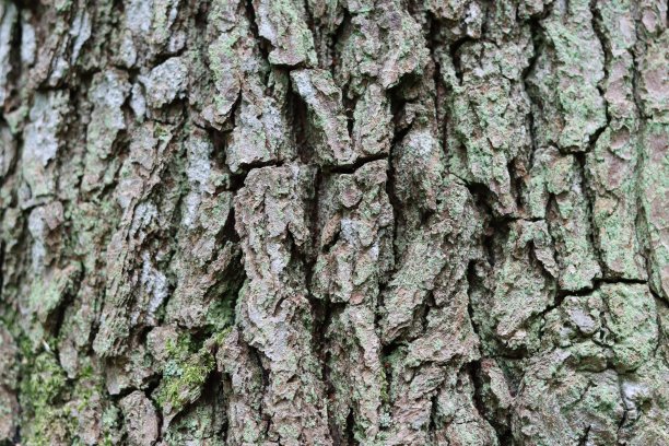 古老的橡树树皮，有很深的沟槽和山脊图片下载