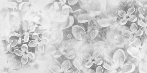 花春天的背景。丁香花背景。大自然。图片下载