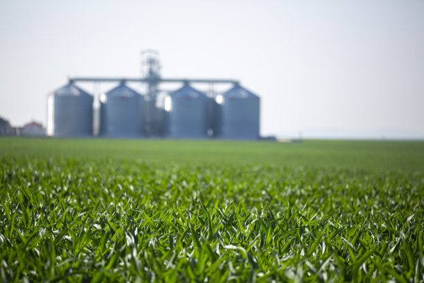日出时的麦田，背景是谷物仓图片下载