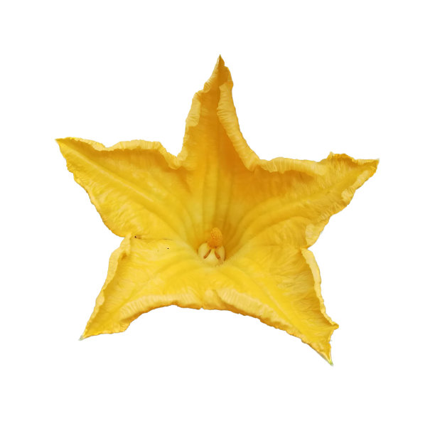 一张白底黄花的照片，黄花白底。图片下载