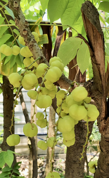 一串葡萄挂在树上的照片，有许多葡萄挂在树枝上。图片下载