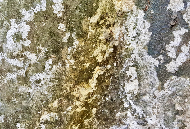 一张特写照片，墙上有一只鸟，墙上的绿色和白色的油漆脱落了。图片下载