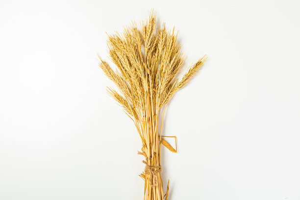 白色背景上成熟的小麦种子。整株小麦胚芽。小麦的小穗，用来制作谷物面包的面粉。从上面看图片下载
