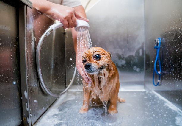 美容师在美容院的浴室里给一只波美拉尼亚狗洗澡图片下载