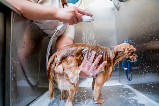美容师在美容院的浴室里给一只波美拉尼亚狗洗澡图片下载