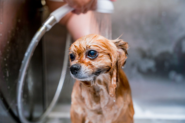 美容师在美容院的浴室里给一只波美拉尼亚狗洗澡图片下载