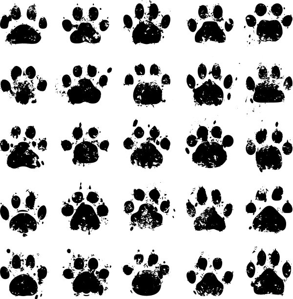 猫的照片图片下载