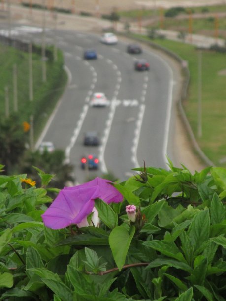 佛得角高速公路上的花图片下载