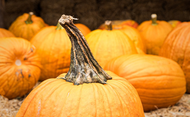 万圣节期间田纳西州斯米尔纳的沃顿南瓜农场图片，2017年10月图片下载