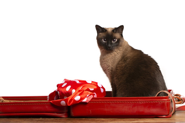 一只暹罗猫坐在白色背景的行李箱里。图片下载