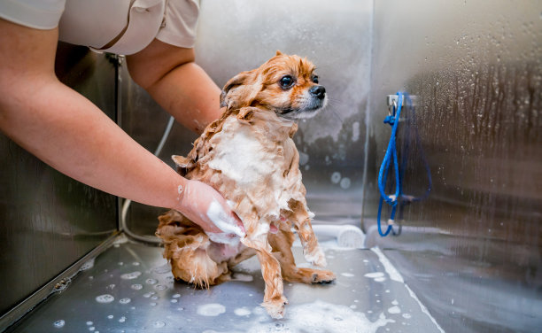 美容师在美容院的浴室里给一只波美拉尼亚狗洗澡图片下载