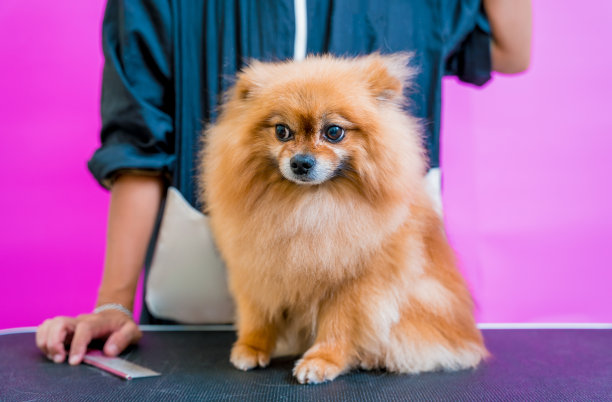 美容师在美容院给波美拉尼亚狗理发。图片下载