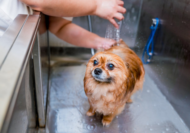 美容师在美容院的浴室里给一只波美拉尼亚狗洗澡图片下载
